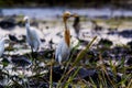 TheÃÂ cattle egretÃÂ - Bubulcus ibis